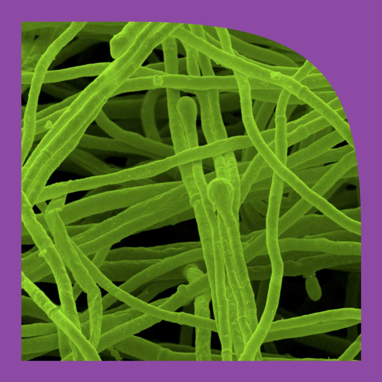A microscopic view of the fungus used by Kuvu Bio Solutions designed by Hans Slade.